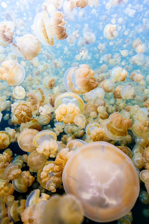 vurtual:Jellyfish Lake Palau (by Nadia Aly)