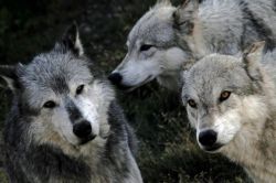 wolveswolves: By karen crewe  