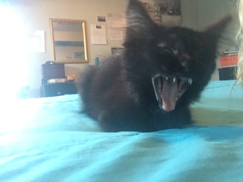 familiarthecat:  Familiar was posing anD THEN YAWNED