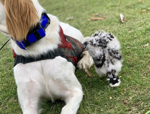 Stiles (3yo English setter) and baby Parker, around 3 weeks old, spending time together at the park.