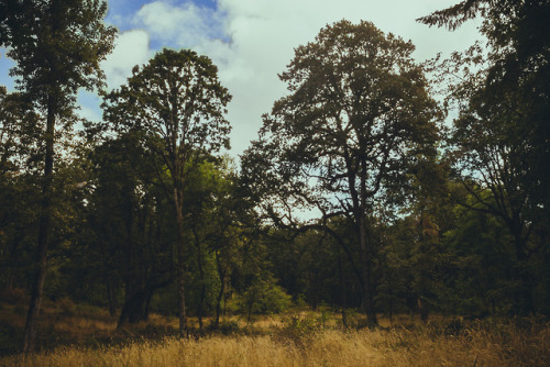 Morning Walks // Portland, OR 2018IG: http://instagram.com/stephenparkhumWeb: http://thewilderness-s