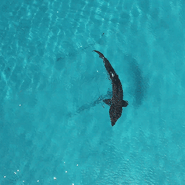 cutie-sharks:gentlesharks:Drone footage of a Basking shark in clear Scottish waters<3
