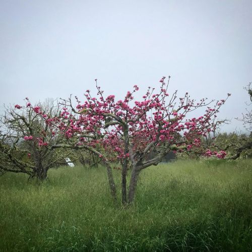 #BurfordRedflesh on RomeBeauty #topwork tree.⁣ ⁣ #blossoms #framework #grafting #rosecider #redflesh