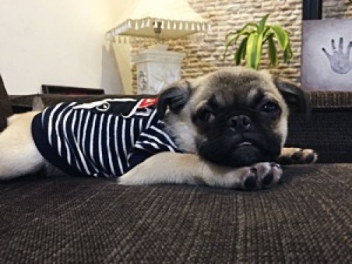 rosyplum:  sending luv from your local pug 