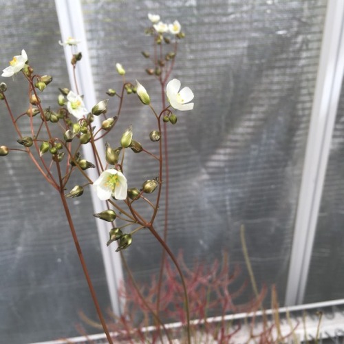 Carnivorous delights in the Botanic Gardens nursery