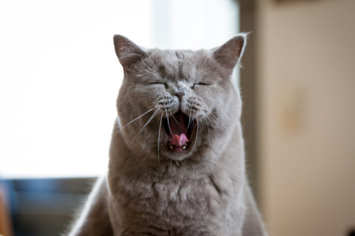 British Shorthair cats