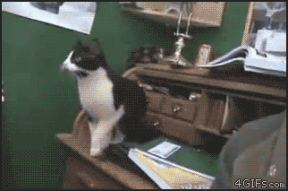 Cat gif spam post