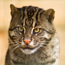 fishing cat (by Cloudtail)