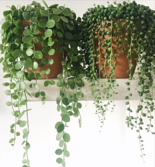 plantspo - Plant Inspiration