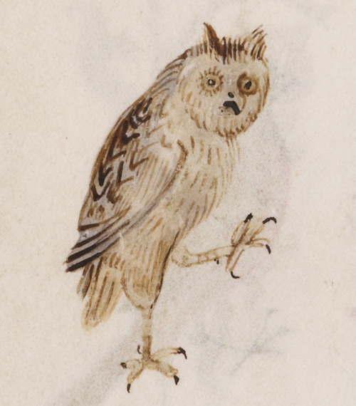 discardingimages:eared owl‘Hours of Joanna the Mad’, Bruges 1486-1506BL, Add 18852, fol. 113v