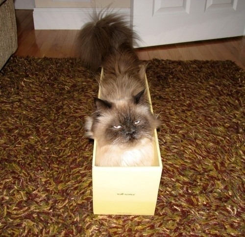 begmetocome:  catsbeaversandducks:  It’s International Box Day! Photos via BuzzFeed