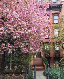 newyorkcityfeelings:Clinton Hill, Brooklyn by Tamara Peterson