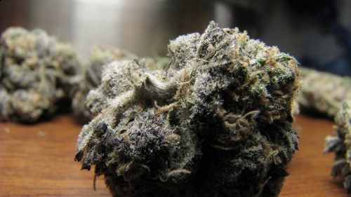 bluntsforbuddha:  Mr. Nice Guy