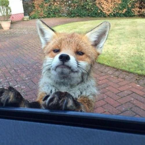 witchcraftandmemes:everythingfox:Look, it’s grumpy fox!This fox was just told that the muffin 