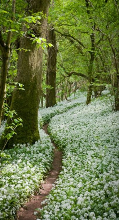 Footpath through the Wild Garlic, Milton Wood, Somerset, UK
