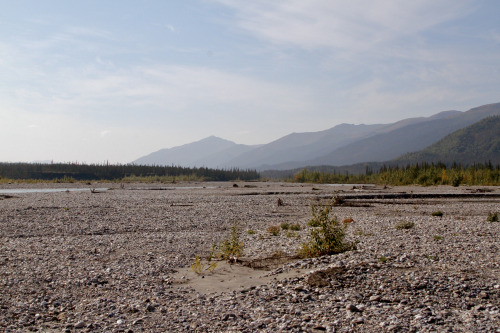 Exploring the braided Koyukuk River just outside of Wiseman, AlaskaTaken August 2020