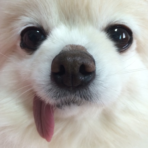 kimsujoy:  오늘은 콩콩이 사진을 찍었다.
