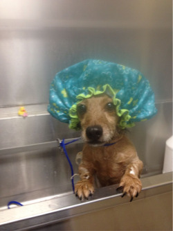 somecatchyphrase:  awwww-cute:  Max is having a spa day. I just received this from the vet  Omg  Lmao