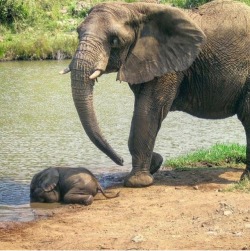 prettypachyderms:  Baby elephants need to