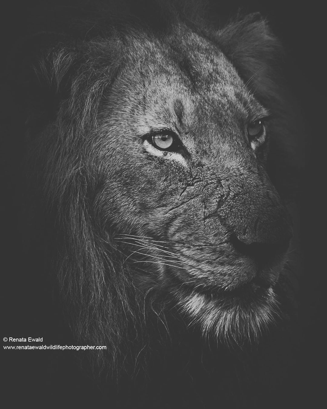 <p>The real king #lion #big5 #wildlife #monochromemonday #monochromephotography #bigcat #wildlifephotography #wildgeography #wildlifelovers #wild #wildlifeplanet #nature #naturephotography  #natgeowild #nationalgeographic #africageophoto #africageographic #wildanimals #wildography #wildographydudette #wildshots #safariphoto #photooftheday #wildlife_perfection #canon <br/>
<a href="https://www.instagram.com/p/CFaPW7SgCsT/?igshid=m7ljibmbhno7">https://www.instagram.com/p/CFaPW7SgCsT/?igshid=m7ljibmbhno7</a></p>