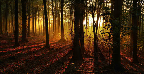 Friston Forest sunset.