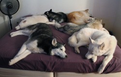 6Woofs:  Well, I Was Going To Go To Bed… 