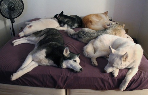 6woofs:  Well, I was GOING to go to bed… 