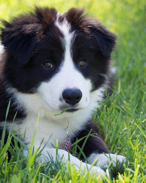 Throwback to when I was a wee fluffy pup#bordercollie #bordercollies #bordercolliepup #puppy #pupp