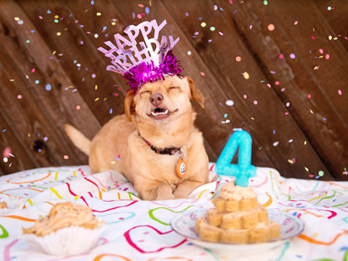 empyrean-princess:boredpanda:I Saved A Dog From Euthanasia And Now She Happily Runs In A Wheelchair 