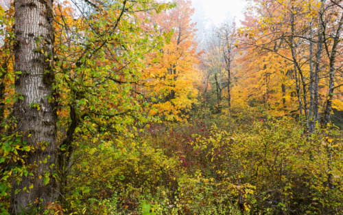 itakephotosofallthethings: Fall Colors Caration, WA