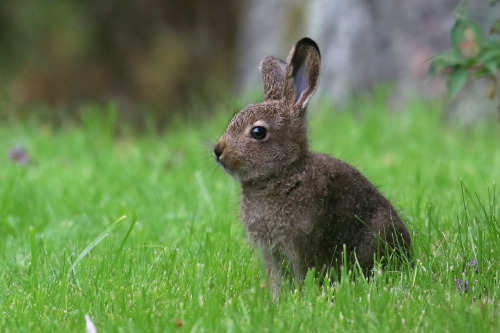 michaelnordeman:Mountain hare/skogshare.