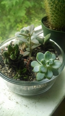 cactuseeds:  my lil succulents!!! I named