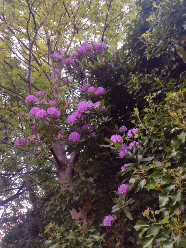 A large rhododendron growing from a wall. There is a ivy growing on the wall and a tree in the background. The rhododendron has dark shiny leaves and clusters of bright purple flowers. 