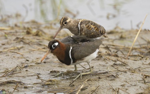 xxxbirdsxxx:Greater Painted-Snipe (Rostratula benghalensis) © Sin-Syue Li