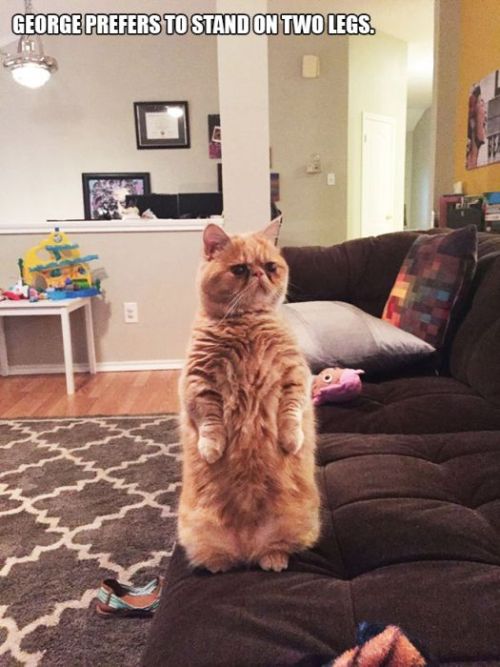 zombiecazz: thefabulousweirdtrotters: Compilation of  Cats Acting Weird  I love what odd l