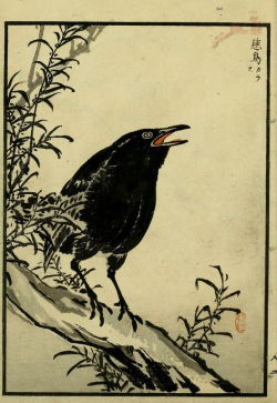nemfrog: Black crow, red mouth. Bairei hyakucho gafu. Vol 3. 1881. 