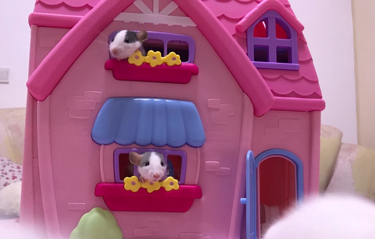 icouldwritebooks: Baby rats playing in a dollhouse.  I put the dollhouse on the bed,