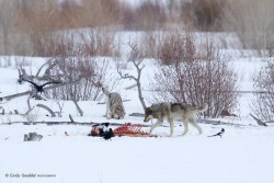 albinocoyote:  By Cindy Goeddel  These are wolves.