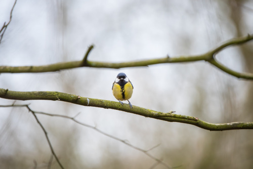 dominicpix: great tit **Dominic @dominicpix uses this #socialdistancing time in the reserve close to