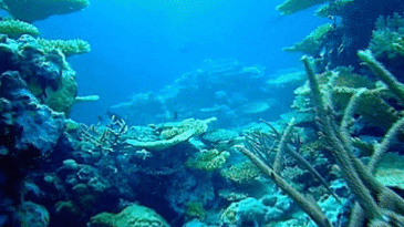Silly Little Ocean Posts on Tumblr - #sea animals