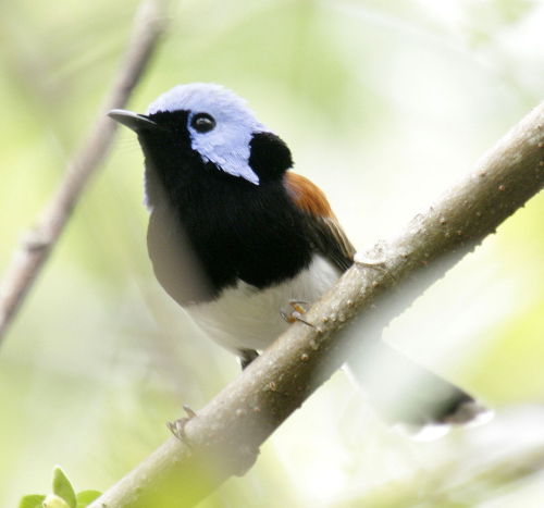 ilovemoss1998:also take a look at (some of) australias fairy wrens i love them, in order: splendid f