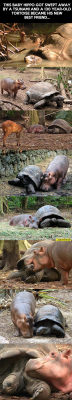 srsfunny:Baby Hippo And Old Tortoise