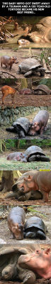 srsfunny:  Baby Hippo And Old Tortoise