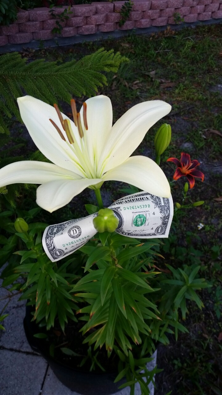 Lilies blooming in my front yard!  ❤️ ❤️ ❤️ Please ignore the dirty