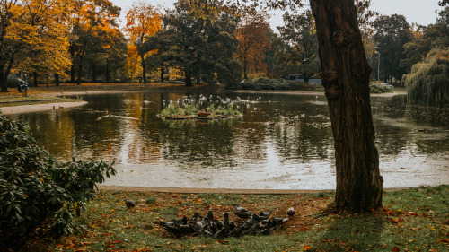 19.10.2021Hey Poznan, what happens with the ducks in the winter? Does anyone know? #291of365