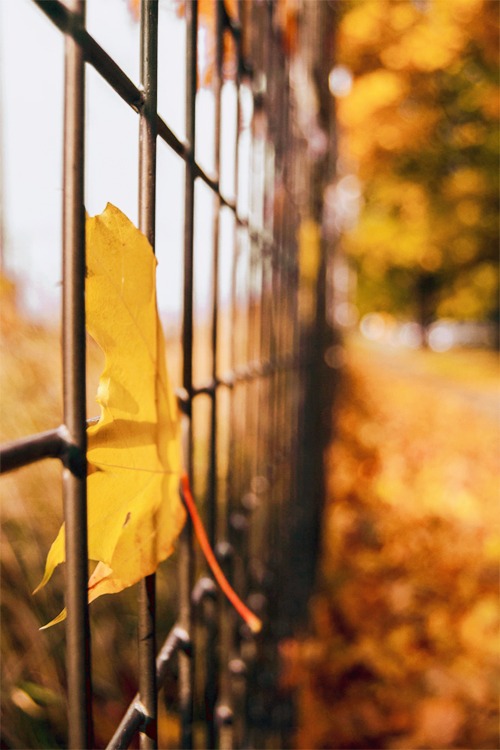 Helsinki autumnal vibes