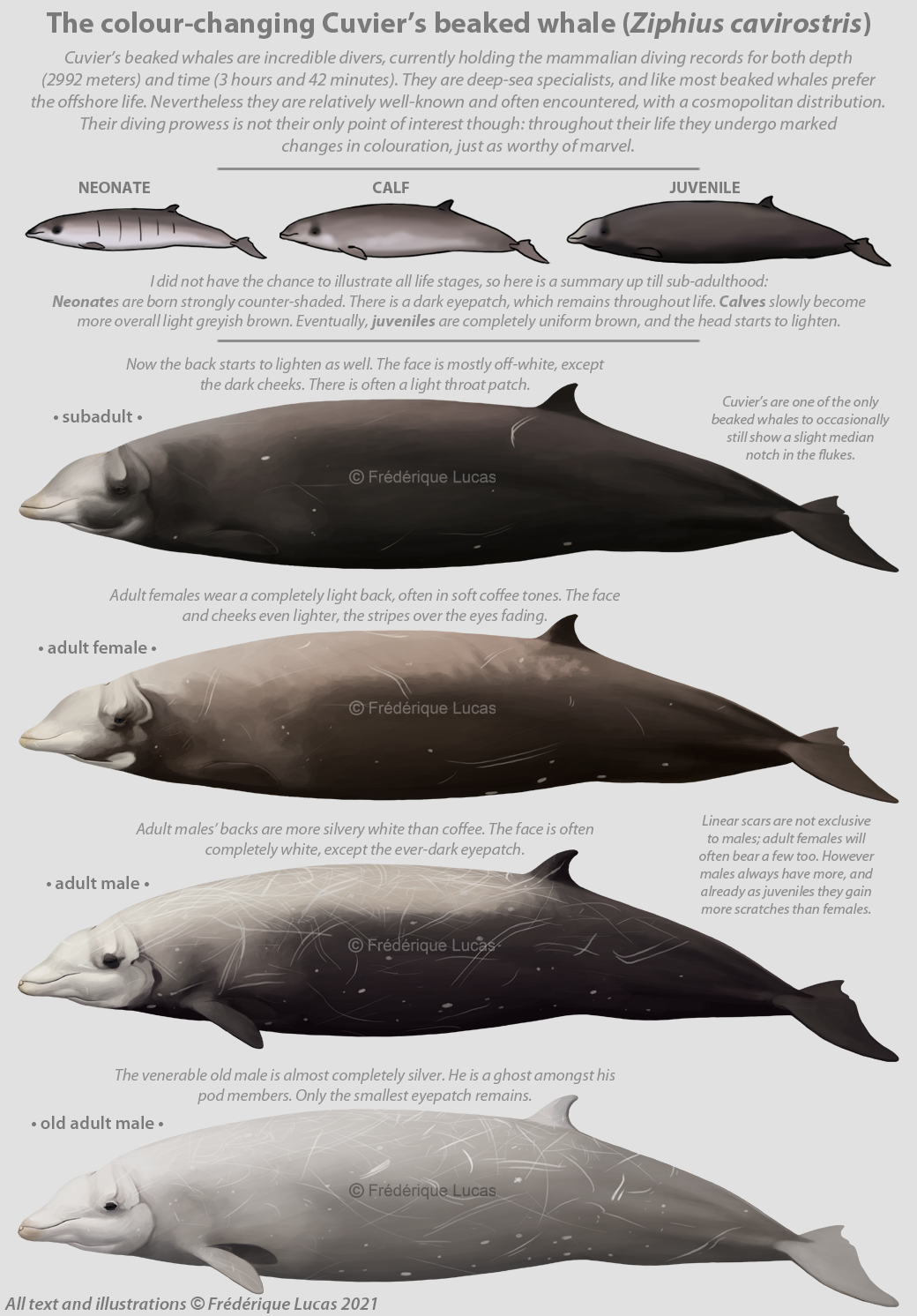 The colour-changing Cuvier’s beaked whale (Ziphius cavirostris)
I’ve always had a soft spot for Cuvier’s beaked whales, which their recent dive records only deepened. However, during the creating of their illustrations, I learned so much more about...