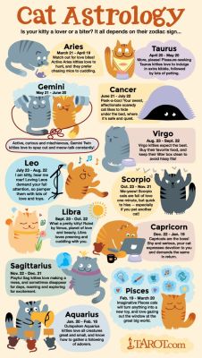 bruderskatzchen:  i’m a virgo kitty! which one are you?? 