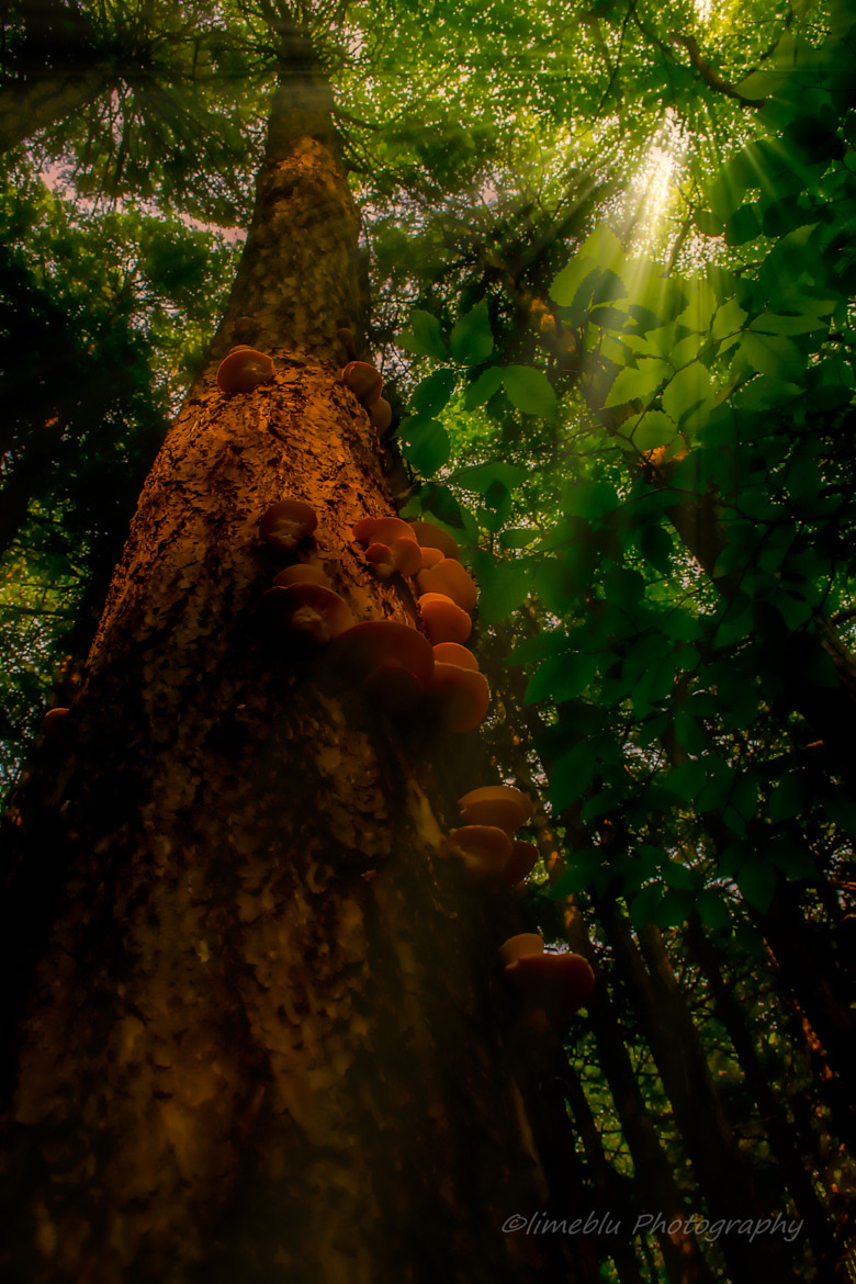 wowtastic-nature:  💙 “komorebi” (木漏れ日) on 500px by limeblu photography,