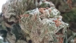 m0nster9:  Mo crystal covered bud :)